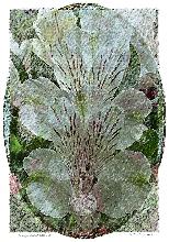 Alstro Flore-NFT